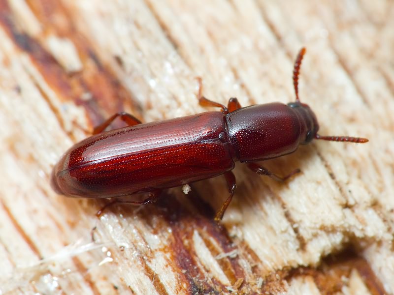 Corticeus unicolor Piller & Mitterpacher, 1783